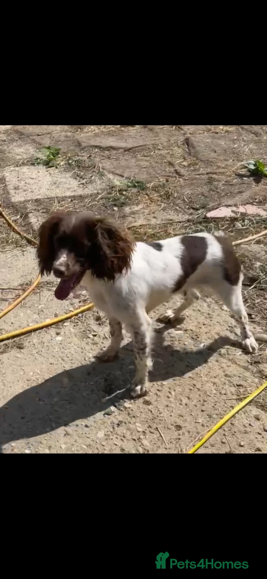 Sprocker dogs for sale: Working sprocker spaniels pups - Advert 2