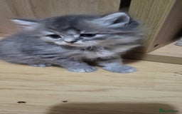 Siberian cats for sale: 9 beautiful Siberian kittens  - Image 11