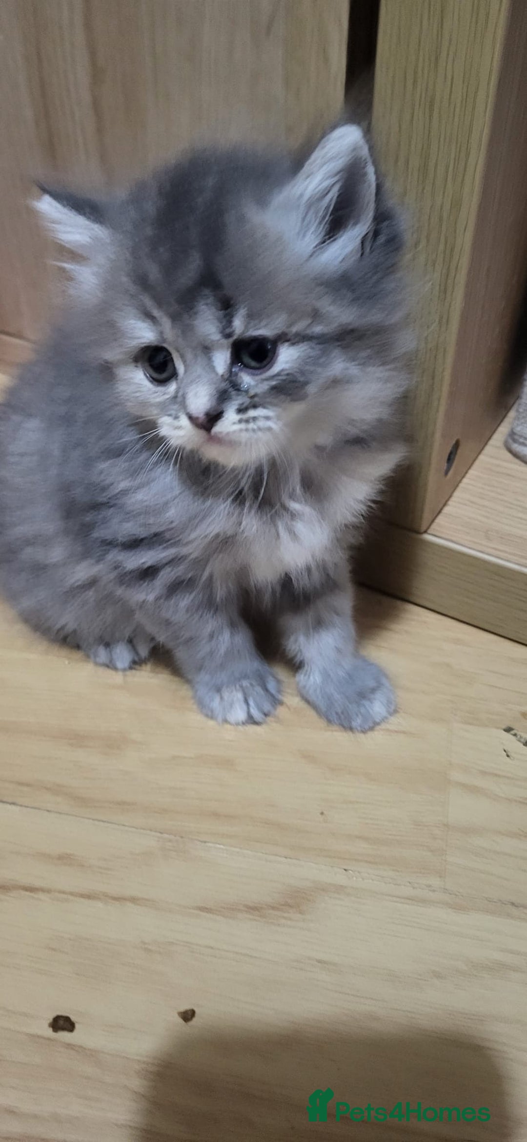 Siberian cats for sale: 9 beautiful Siberian kittens  - Image 11