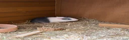 Guinea Pig rodents for sale: 3 boy guinea pigs for sale & hutch etc  - Advert 3