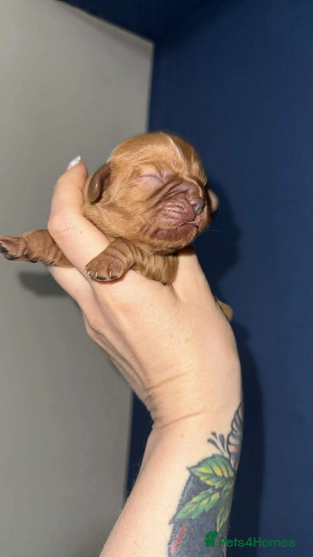 Cavalier King Charles Spaniel dogs for sale: Cavalier King Charles spaniel puppies  in Alloa - Advert 3