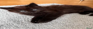 Male kitten 