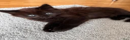 Mixed Breed cats for sale: Kitten for sale  - Advert 9