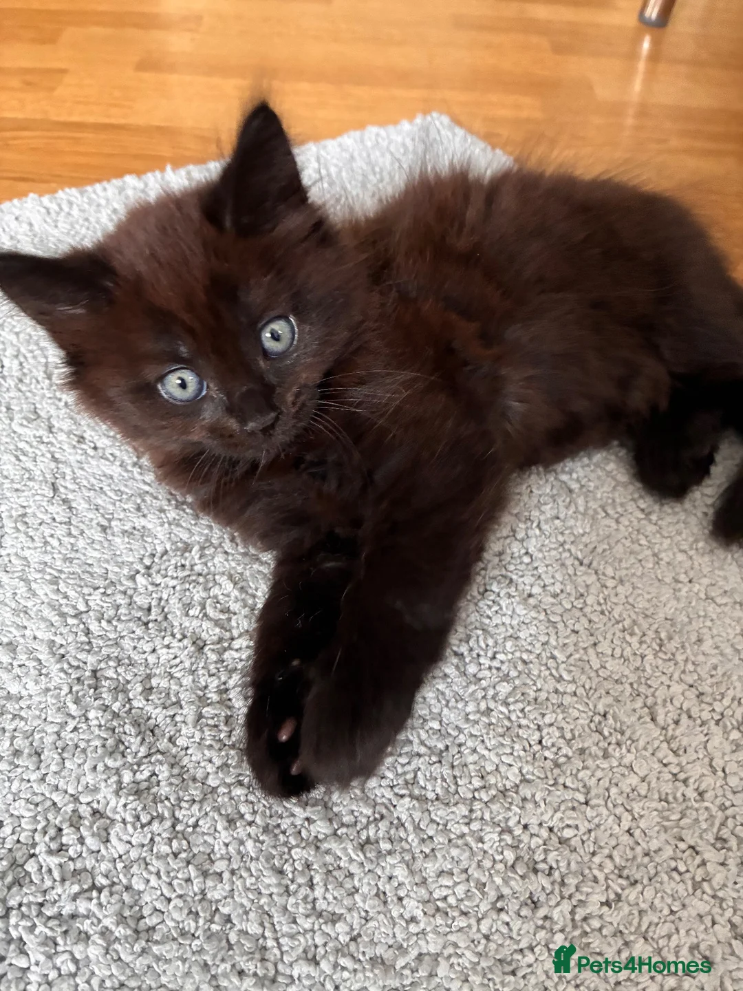 Mixed Breed cats for sale: Kitten for sale  - Advert 9