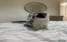Mixed Breed cats for sale: 3 beautiful kittens looking for new home - Image 21