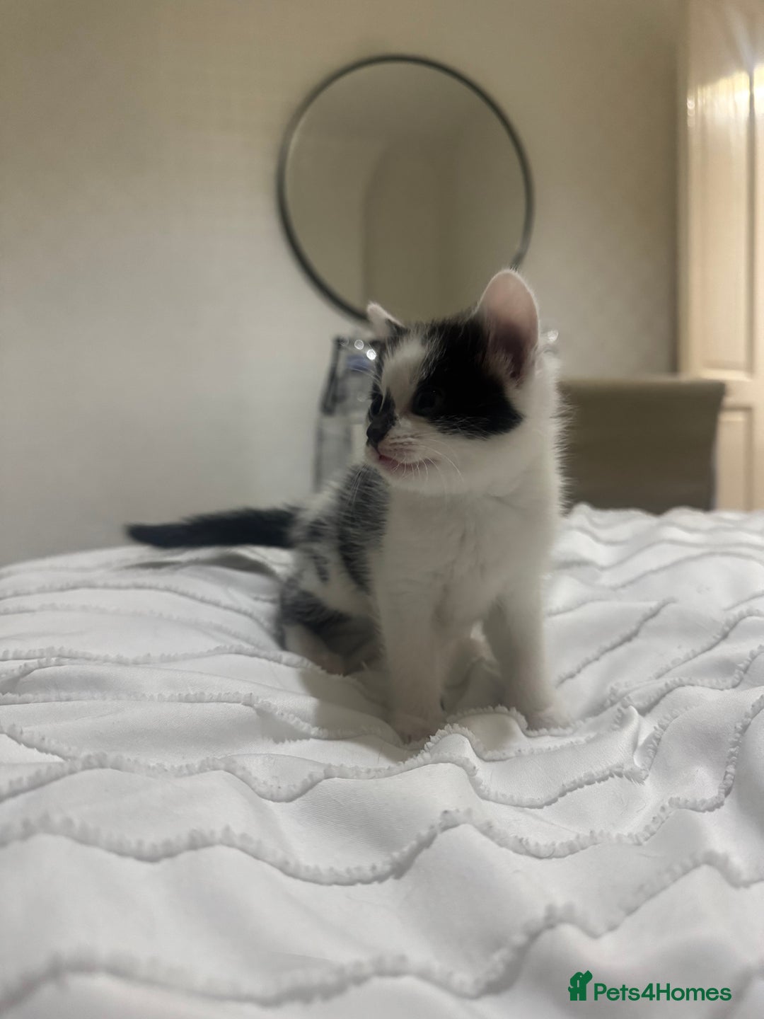 Mixed Breed cats for sale: 3 beautiful kittens looking for new home - Image 21