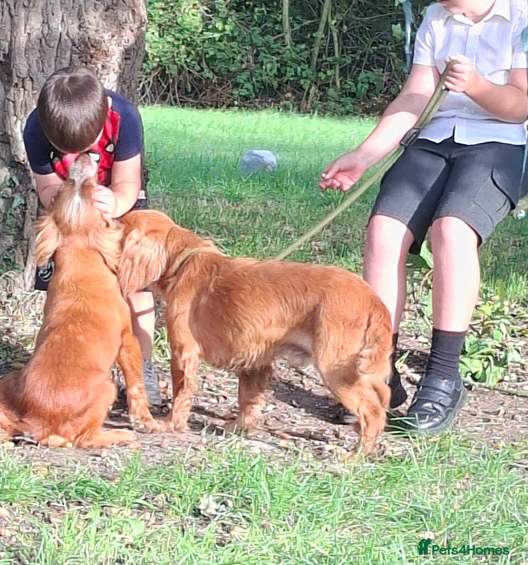 Cocker Spaniel dogs for sale: Working type cocker spaniel boys - Image 13