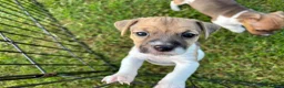 Jack Russell dogs for sale: Jack Russell Pups in York - Advert 3