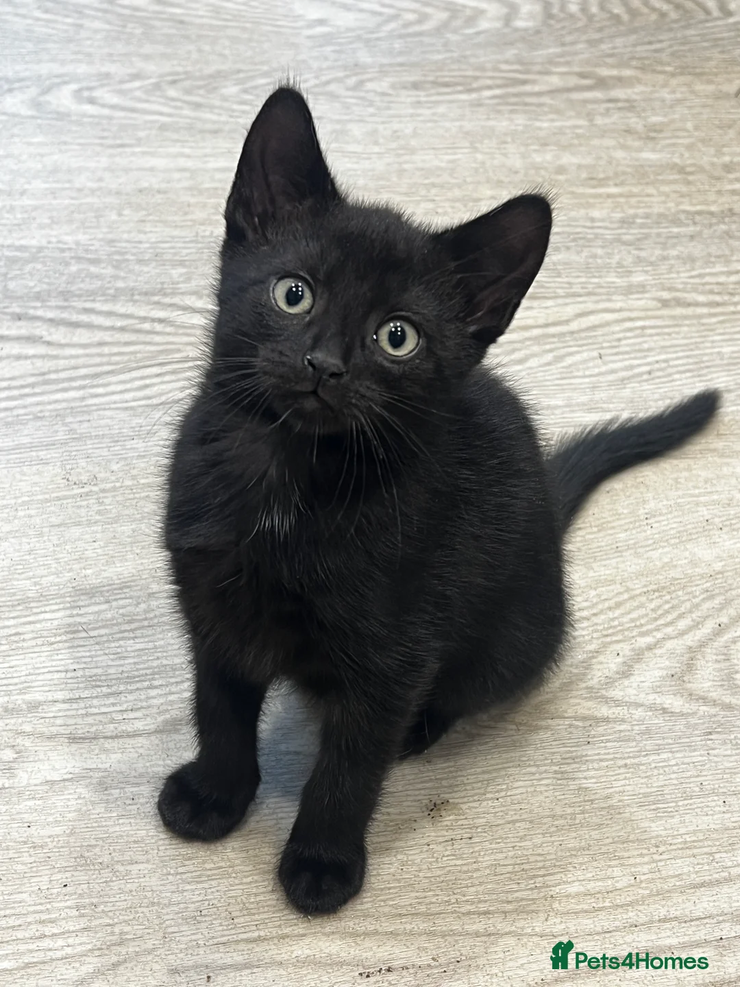 Mixed Breed cats for sale: Two Lovely Black Boy Kittens – 10 Weeks Old 🐈‍⬛ in Leeds - Advert 2