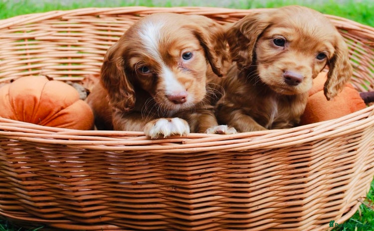 Cocker Spaniel dogs - Advert 4