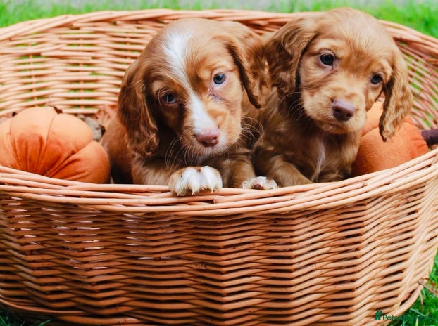 Cocker Spaniel dogs - Advert 4