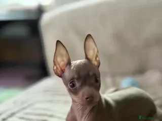 Russian Toy Terrier dogs I heard you were looking for me 😊 - Advert 5