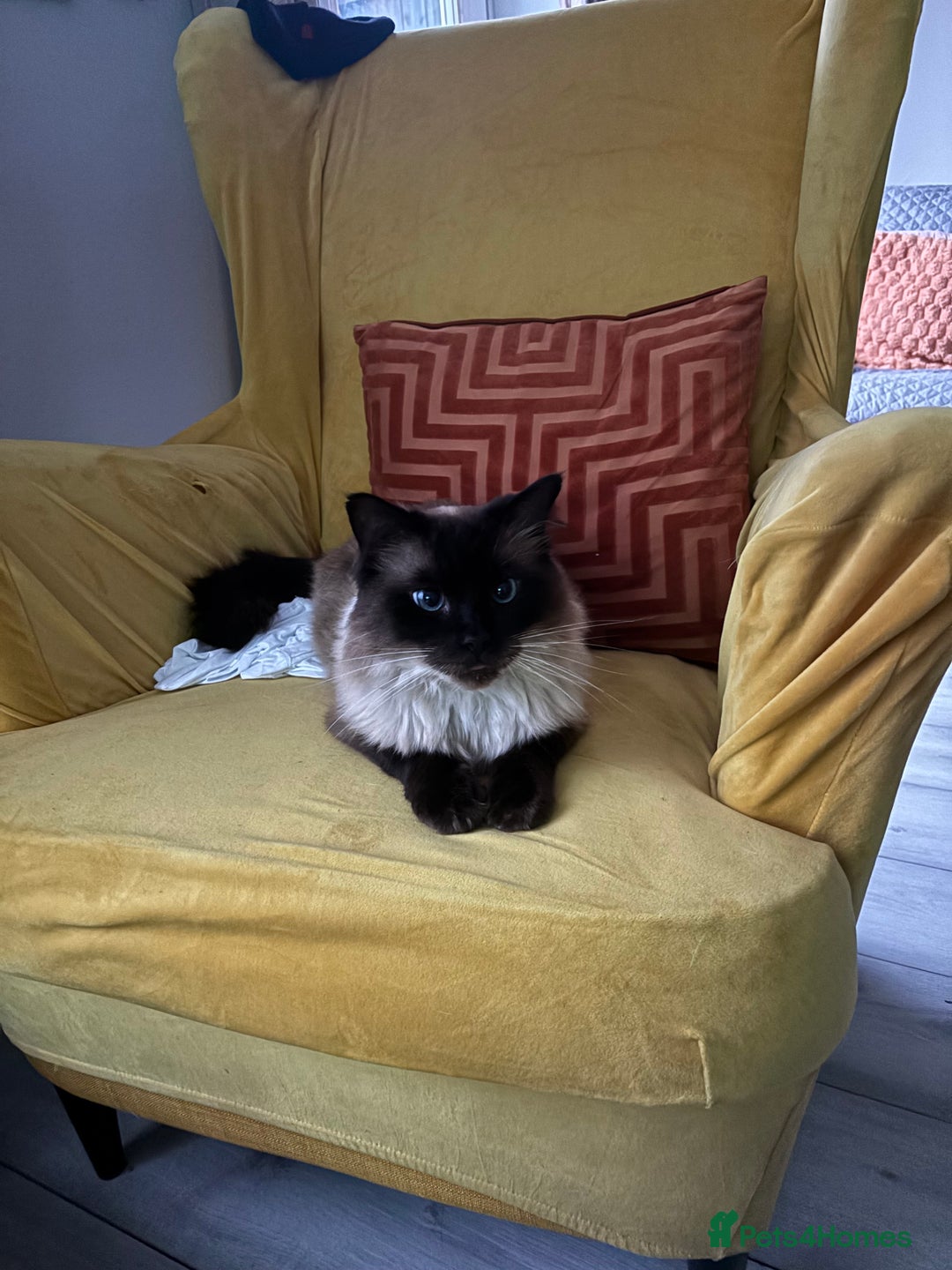 Ragdoll cats for sale: Beautiful Ragdoll  male  - Advert 6