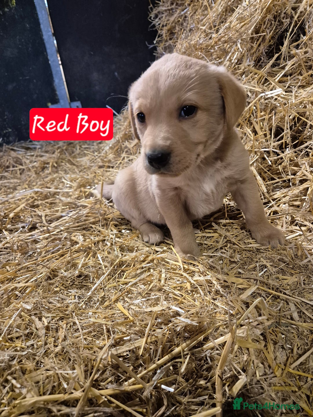 Labrador Retriever dogs for sale: KC Reg Labrador Pups  - Advert 12
