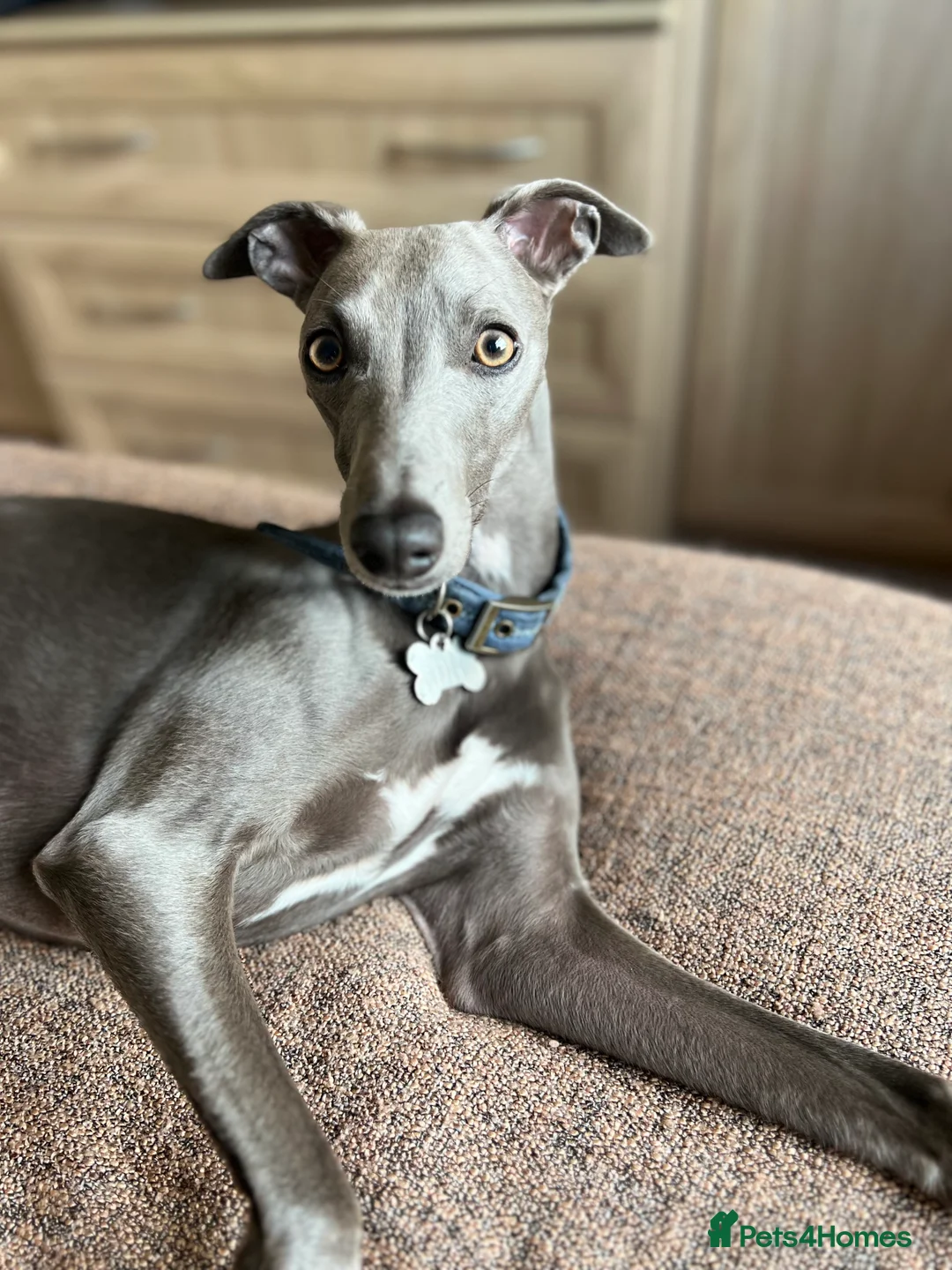 Whippet dogs for sale: Beautiful KC registered whippet pups - Advert 7