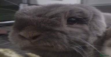 Mini Lop rabbits Lola & Frappe !!MUST GO TOGETHER!!🩷 - Advert 16