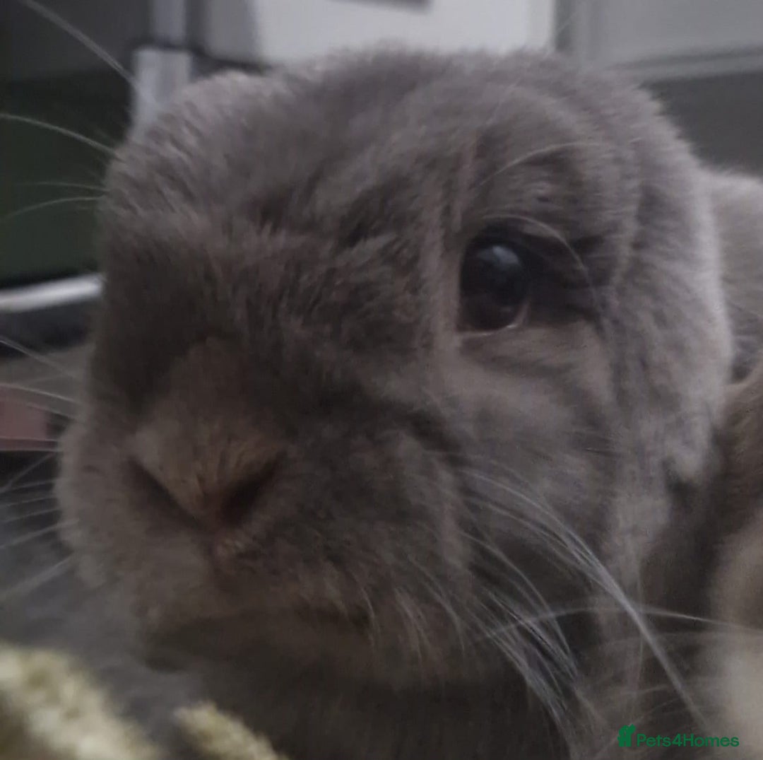 Mini Lop rabbits for sale: Lola & Frappe !!MUST GO TOGETHER!!🩷 - Advert 3