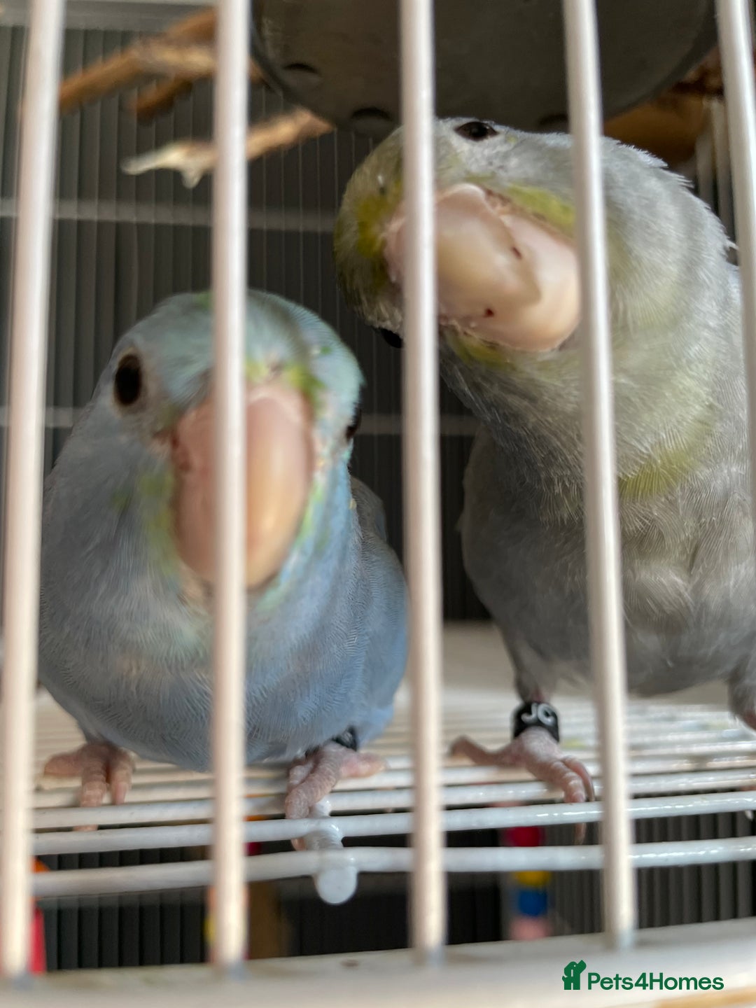 Parrots birds for sale: Pair of Parrotlet's  - Advert 7
