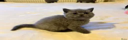 British Shorthair cats for sale: 🐾 Beautiful British Shorthair Kittens 🐾 in Huddersfield - Advert 6