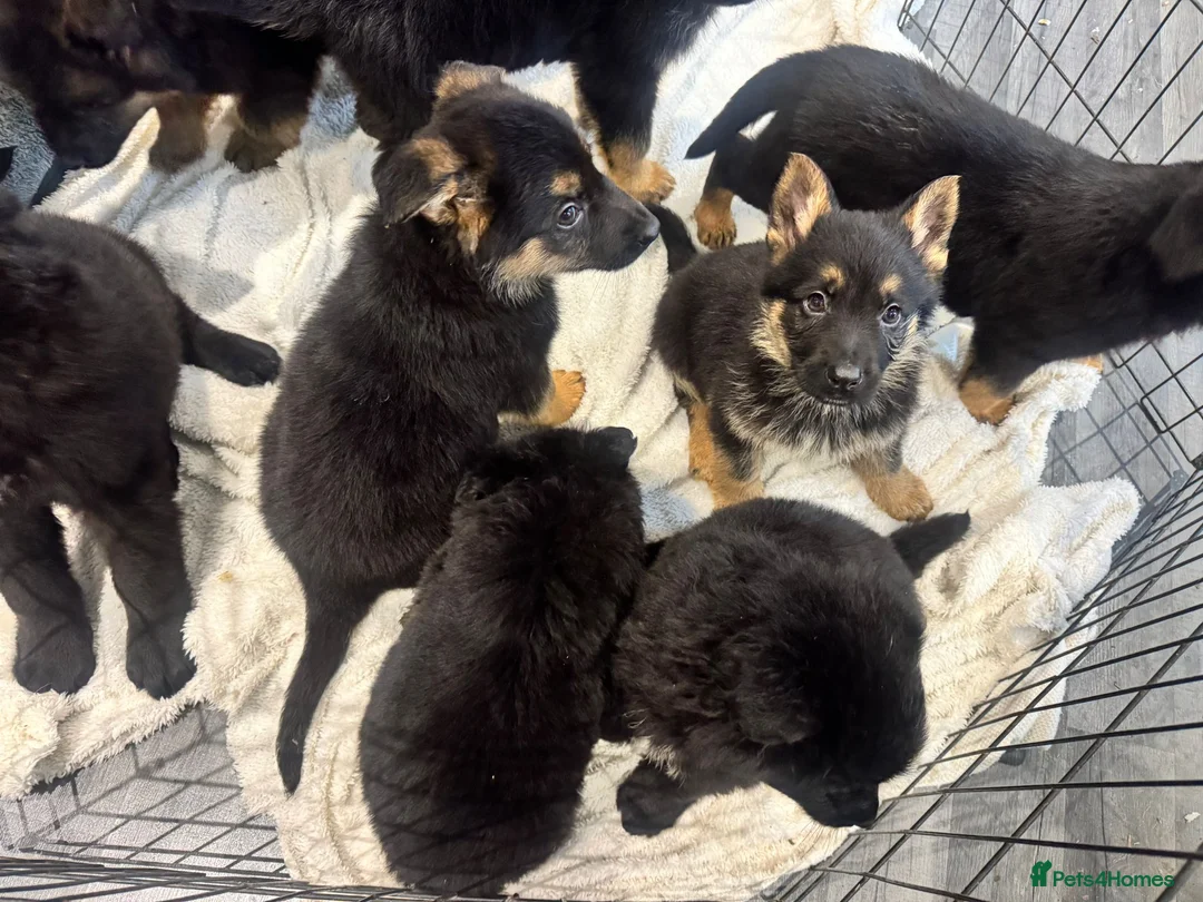 German Shepherd dogs for sale: German shepherd pups  - Advert 13