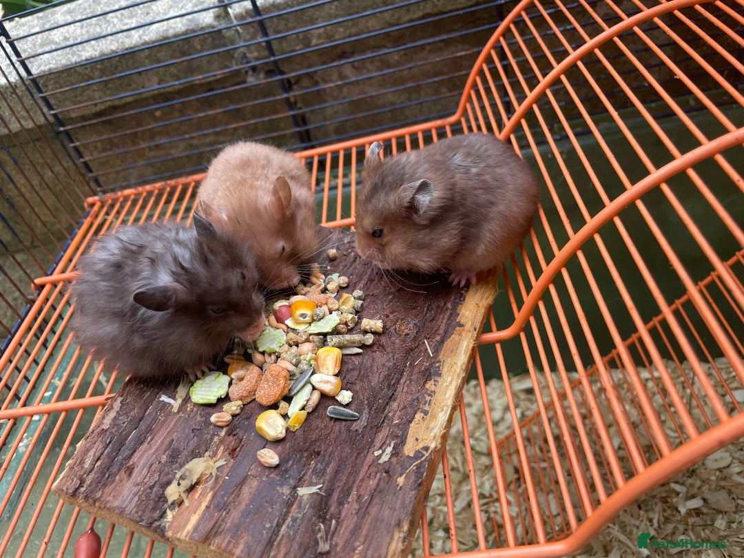 Hamster rodents for sale: Baby hamsters for sale  - Image 18