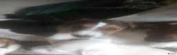 Mixed Breed dogs for sale: Jack Russell Puppies for Sale - Advert 5