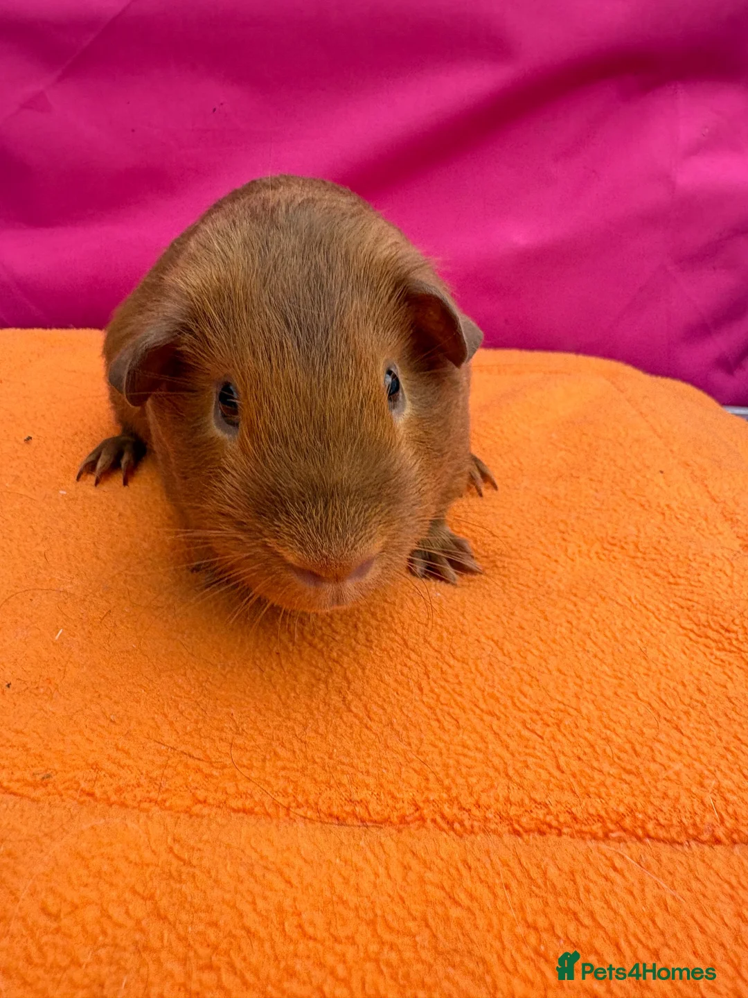 Guinea Pig rodents for sale: Dark Eyed Golden Boars  - Advert 4
