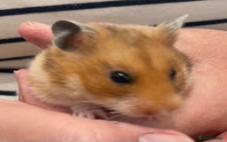 Hamster rodents for sale: Baby Syrian hamsters from show stock  - Image 18
