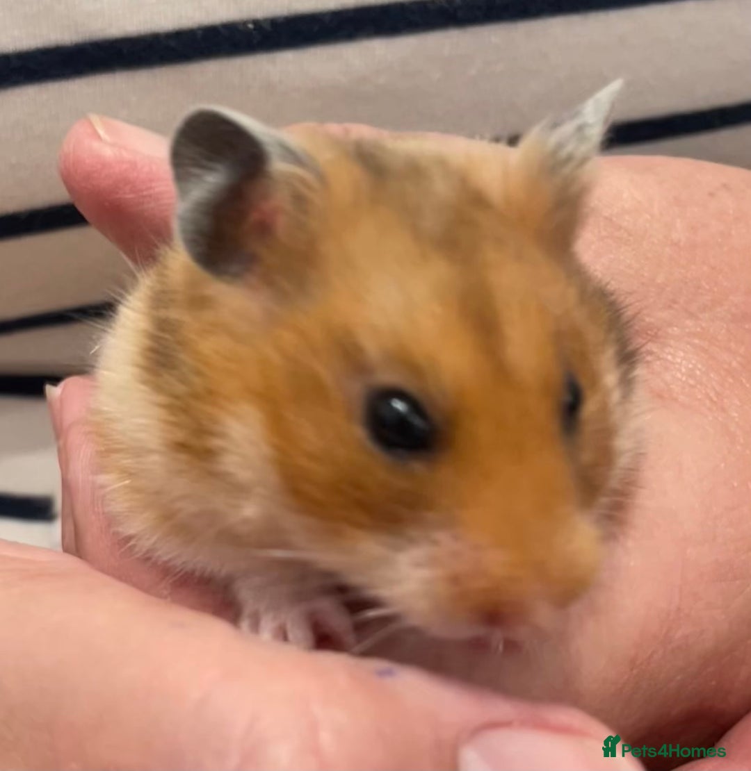 Hamster rodents for sale: Baby Syrian hamsters from show stock  - Image 18