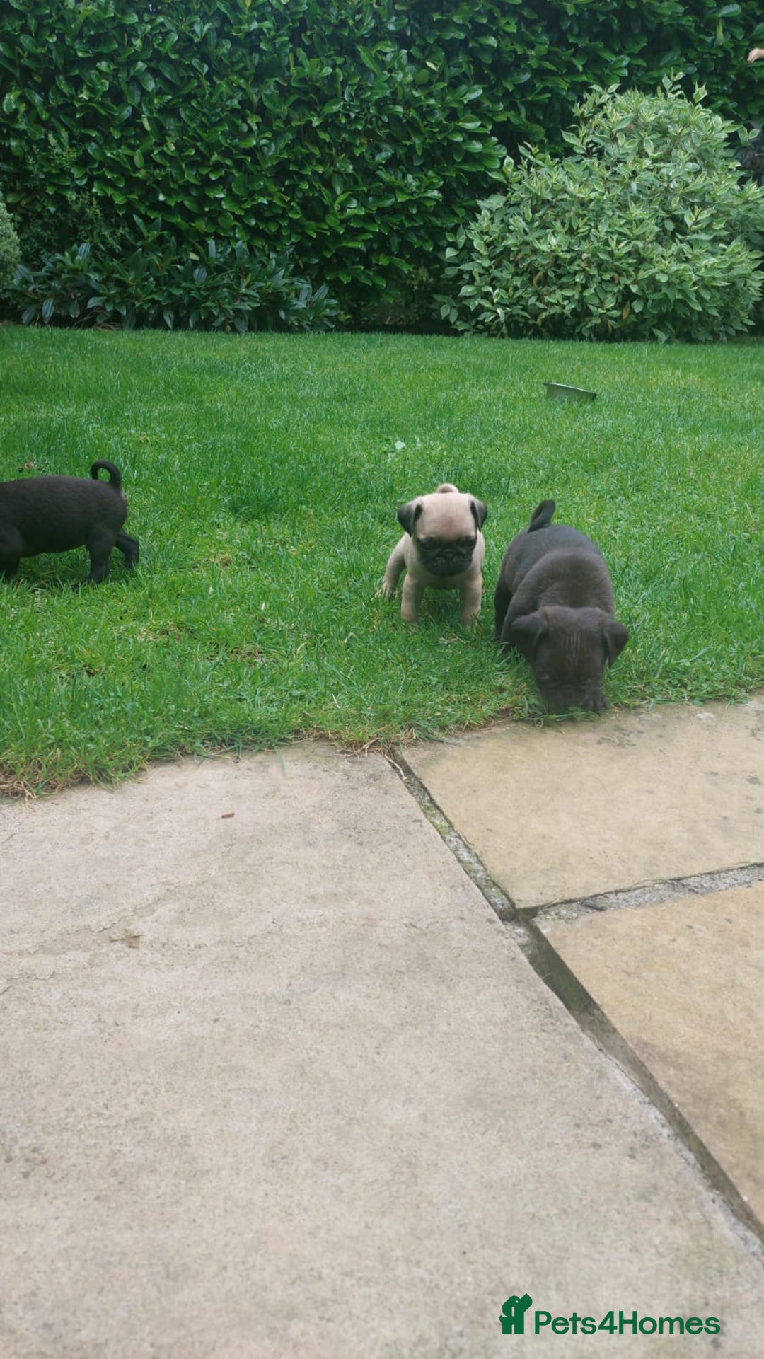 Pug dogs for sale: Pure pugs  - Image 6