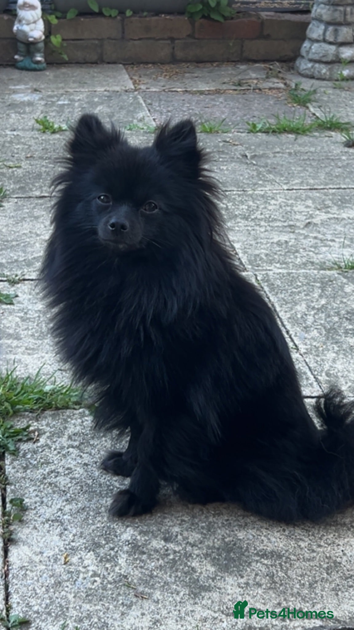 Pomeranian dogs Male pom pup  - Advert 3