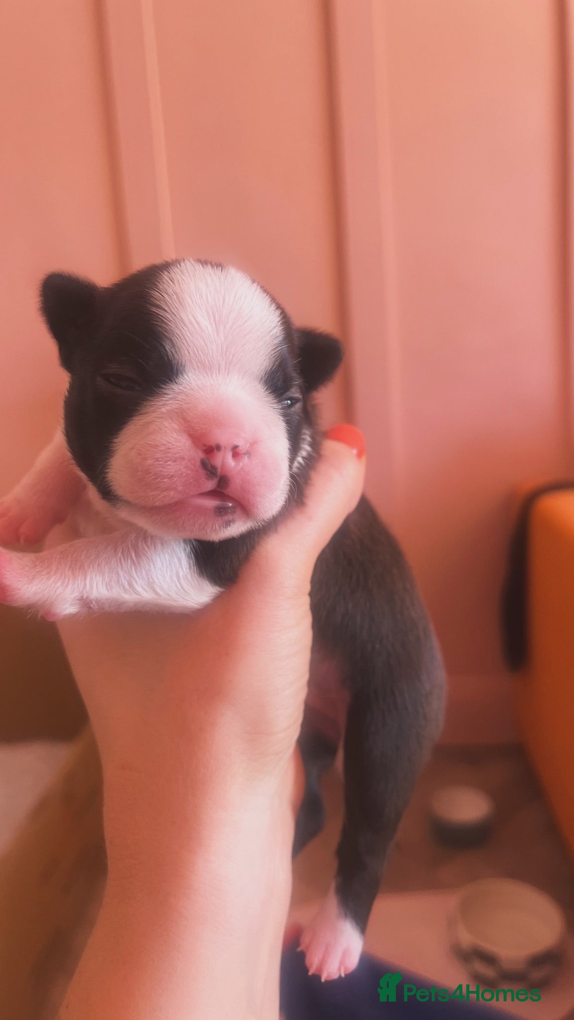 Boston Terrier dogs Stunning Boston Terrier Puppies  - Advert 1