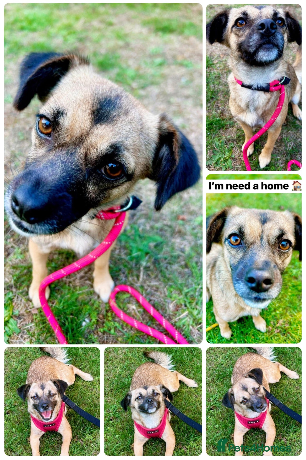 Mixed Breed dogs Meet Marlene  12 months old  6.5 kg Romanian mix  - Advert 11