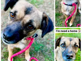 Mixed Breed dogs Meet Marlene 12 months old 6.5 kg Romanian mix - Advert 11