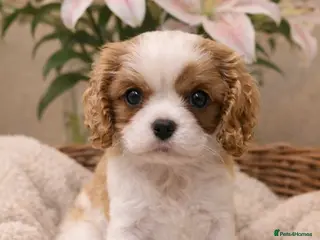 Cavalier King Charles Spaniel dogs 2 Beautiful Boys - Advert 10