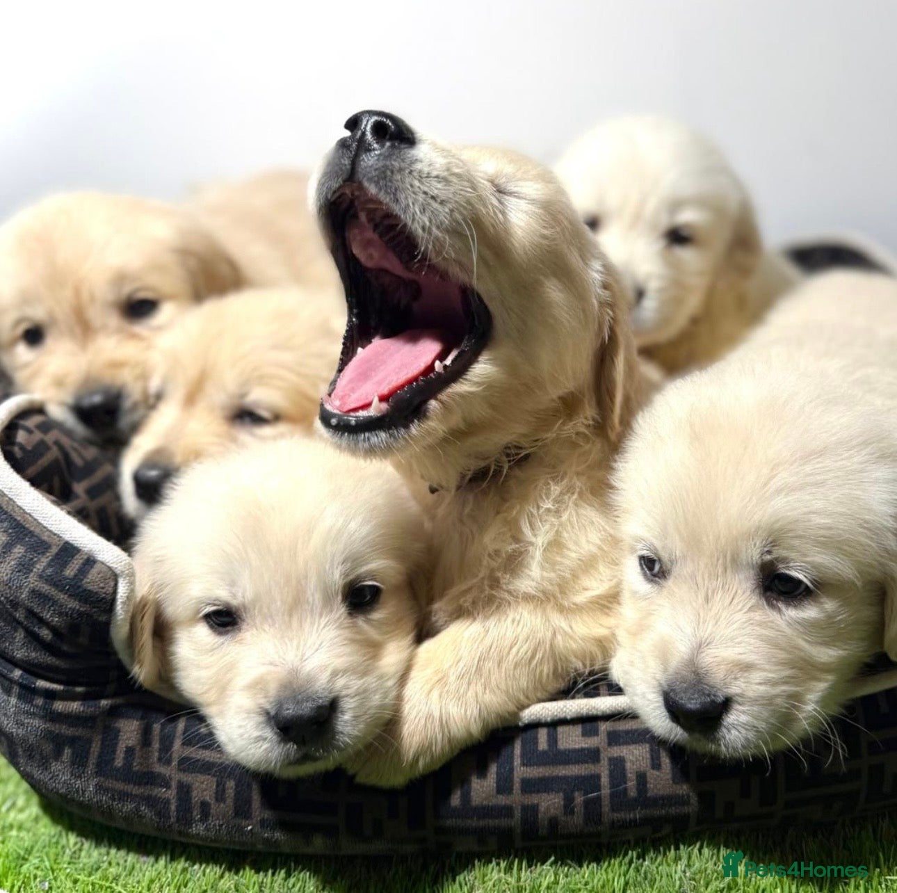 Golden Retriever dogs Golden retrievers  - Advert 13