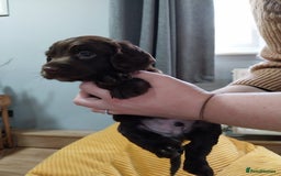 Cockapoo dogs for sale: Adorable Cockapoo puppies  - Image 23