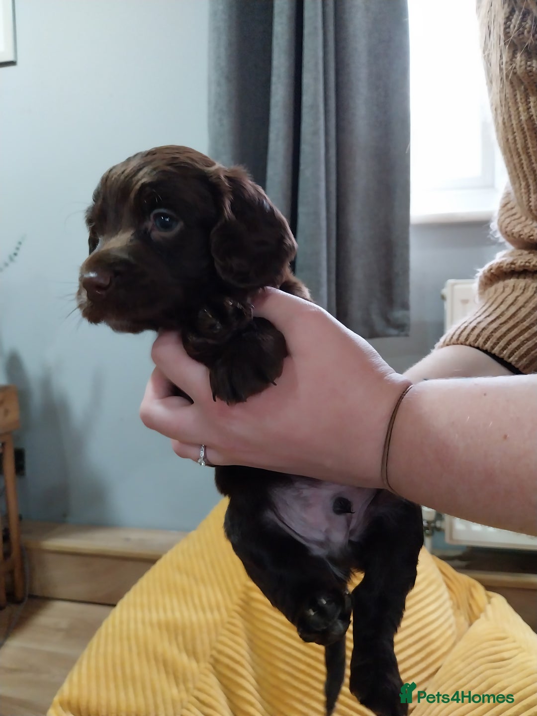 Cockapoo dogs for sale: Adorable Cockapoo puppies  - Image 23