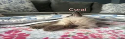 Ragdoll cats for sale: Ragdoll Kittens, Ready Now - Advert 6