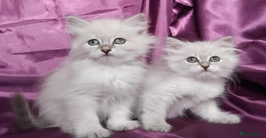 Siberian cats - Advert 2