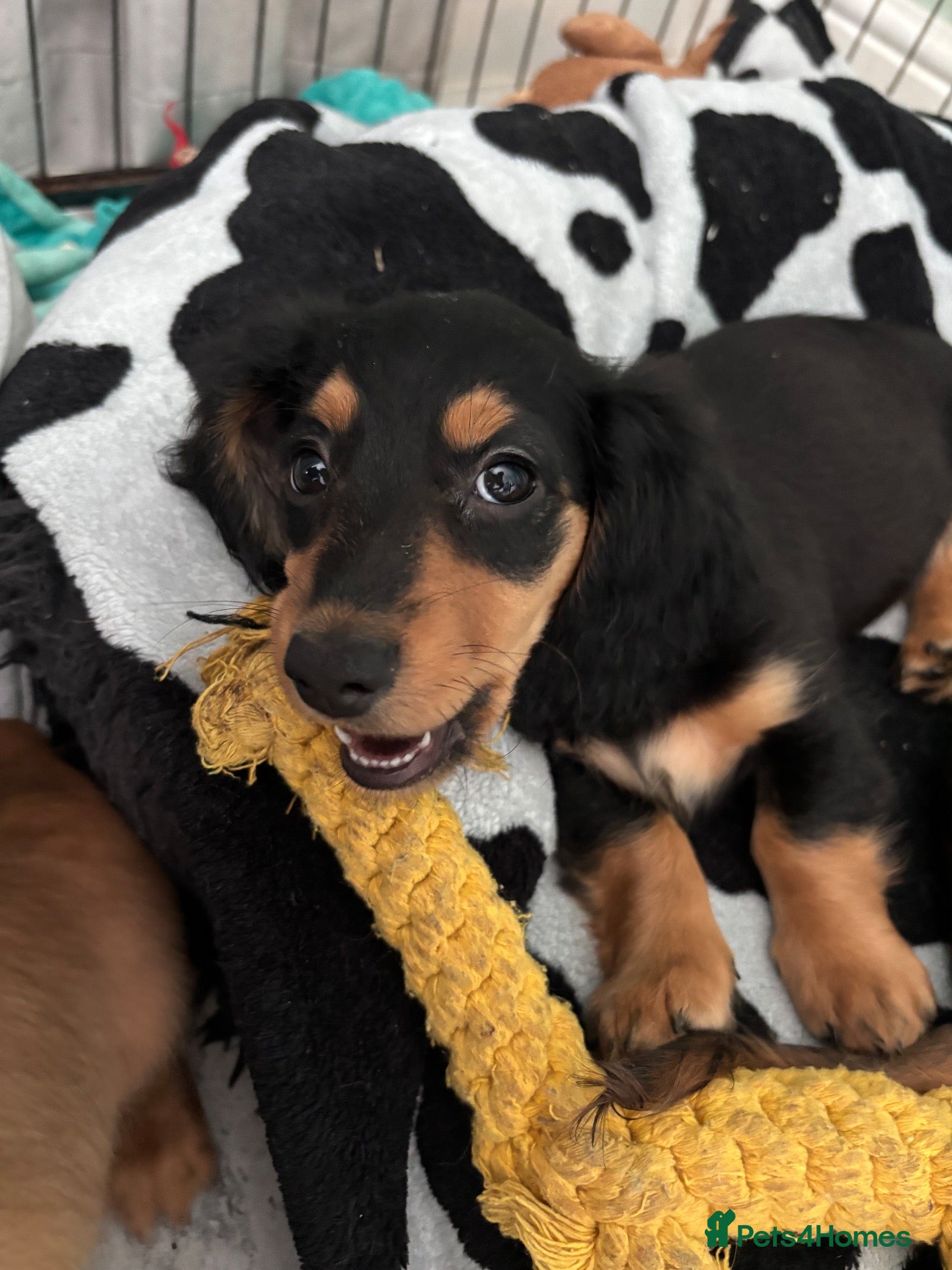 Dachshund dogs Beautiful Dachshund Puppies - Ready Now 🐾 - Advert 1
