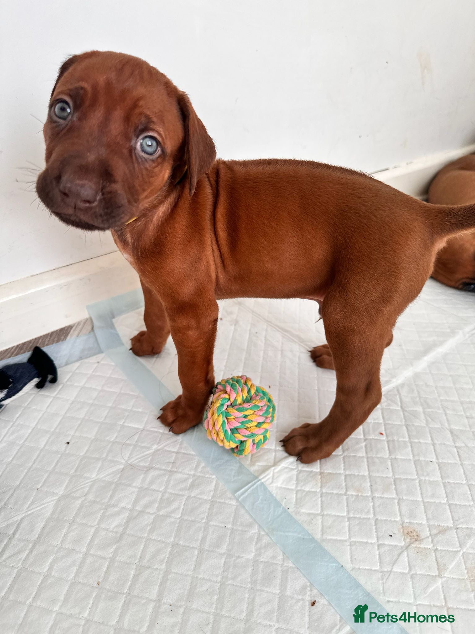 Rhodesian Ridgeback dogs for sale: Stunning KC Registered Rhodesian Ridgeback Puppies - Advert 13