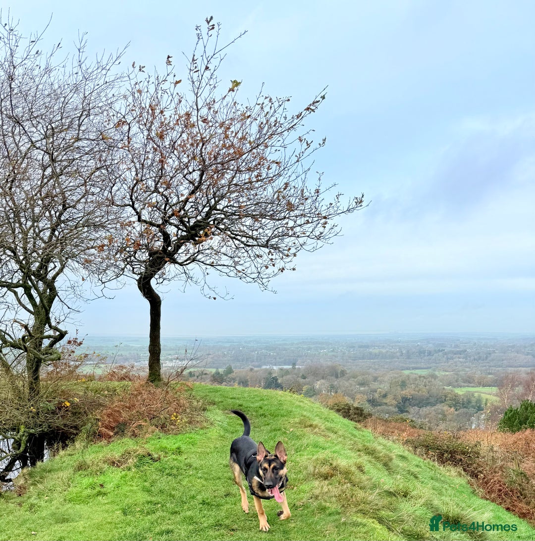 Mixed Breed dogs for sale: German Shepard x Belgian malinois  - Advert 3