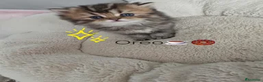 Scottish Fold Kitten 2