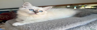 Birman 1