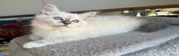 Birman cats for sale: Strong healthy Birman babies available  in Peacehaven - Advert 15