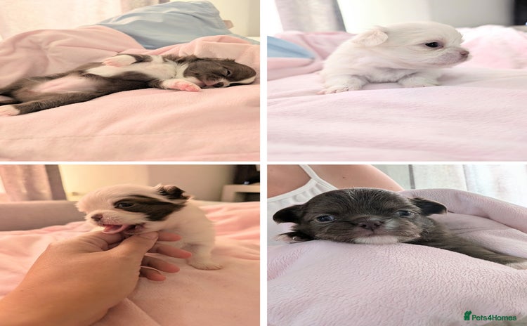 Chihuahua dogs - Advert 4
