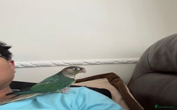 Conures birds for sale: Tamed hand-fed baby conure - Image 9