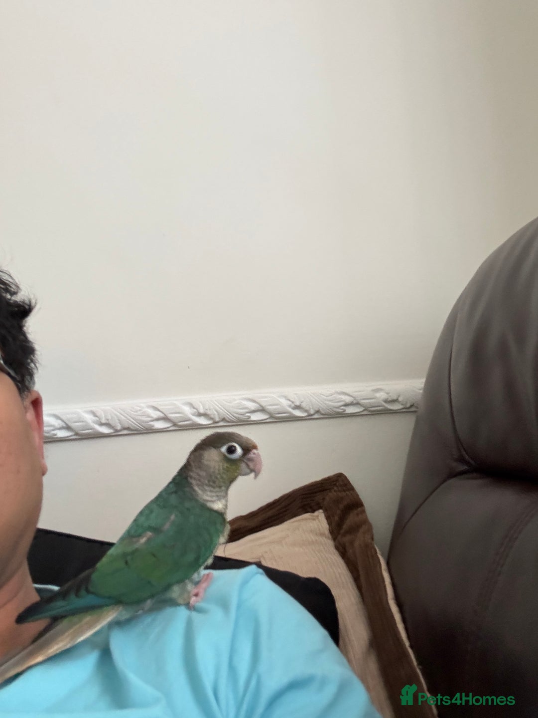 Conures birds for sale: Tamed hand-fed baby conure - Image 9