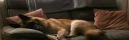 Mixed Breed dogs for sale: German Shepherd x Akita rehoming in Nottingham - Advert 6